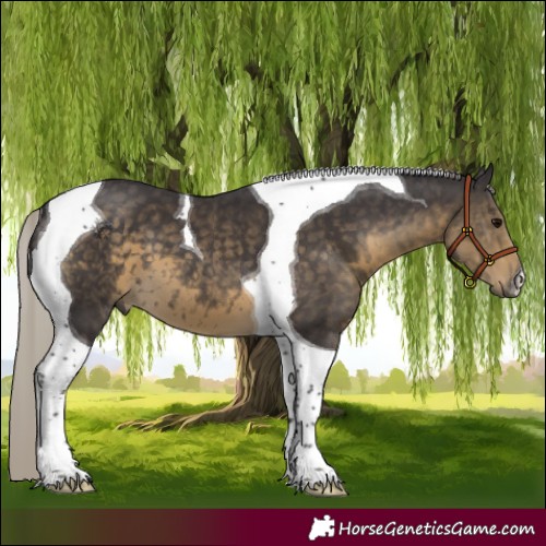 Horse Color:Silver Smoky Black Tobiano 
