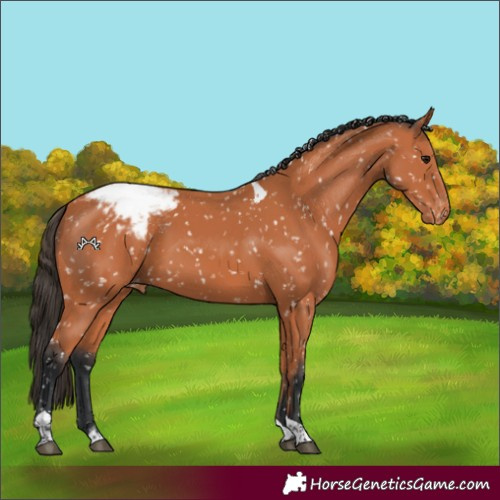 Horse Color:Bay Tobiano Appaloosa 