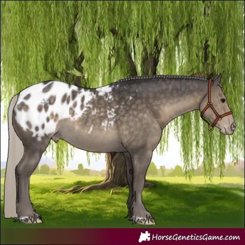 Horse Color:Silver Smoky Black Appaloosa 