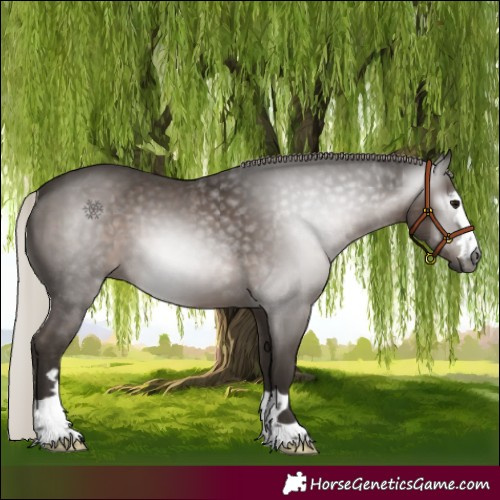 Horse Color:Gray Silver Black 
