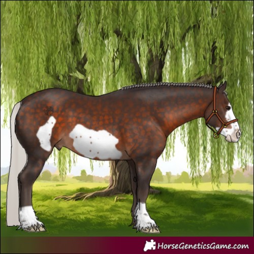 Horse Color:Silver Brown Frame 