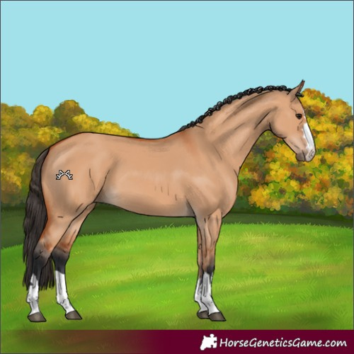 Horse Color:Bay Dun 