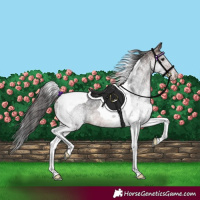Horse Color:White Spotted Brown Tobiano Rabicano