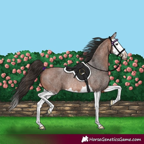 Horse Color:Bay Roan Splash Rabicano