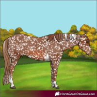 Horse Color:Chestnut Tobiano Appaloosa 