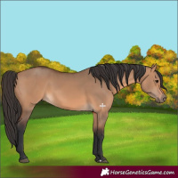Horse Color:Bay Dun 