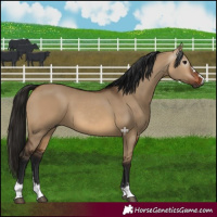 Horse Color:Gray Bay Dun 