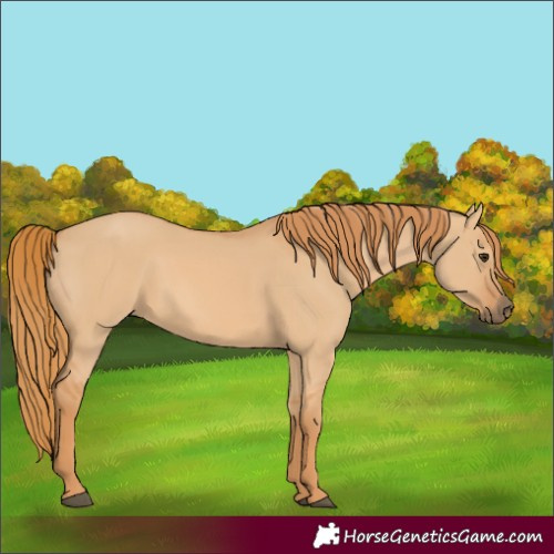Horse Color:Red Dun 