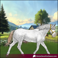 Horse Color:Chestnut Tobiano Appaloosa 