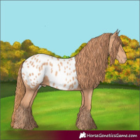 Horse Color:Gold Champagne Appaloosa 