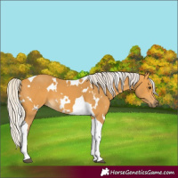 Horse Color:White Spotted Silver Buckskin Tobiano 