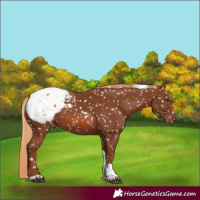 Horse Color:Chestnut Tobiano Appaloosa