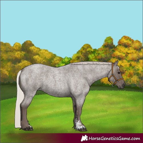 Horse Color:Silver Blue Roan Sabino 
