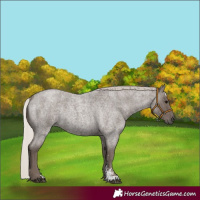 Horse Color:Silver Blue Roan Sabino