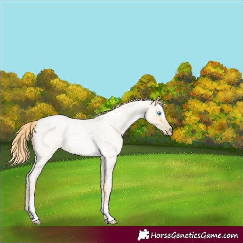 Horse Color:Buckskin Roan Pearl  and Buckskin Roan Pearl Splash 
