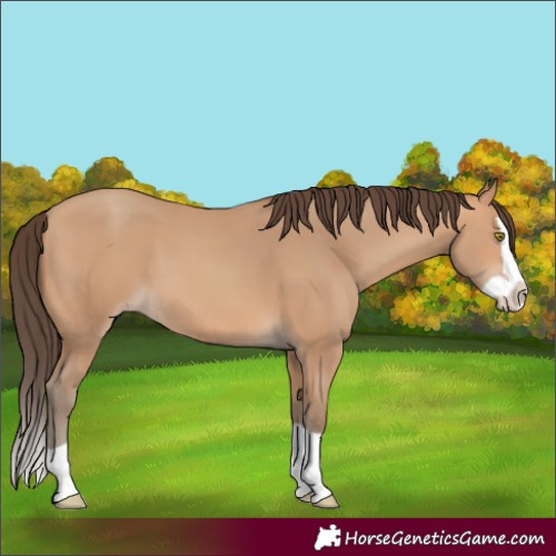Horse Color:Amber Champagne Splash 