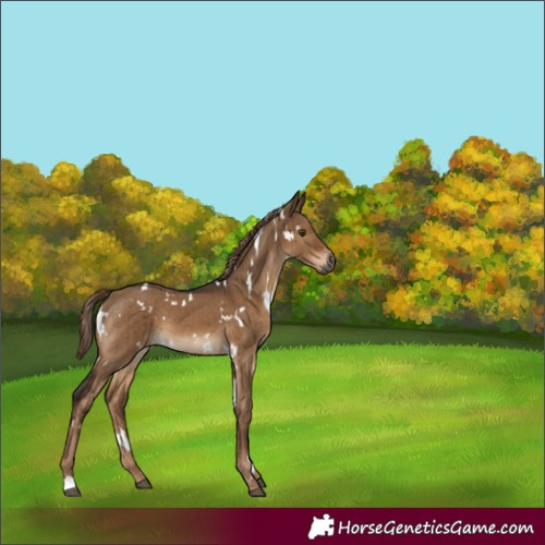 Horse Color:Gray White Spotted Liver Red Dun Brindle 