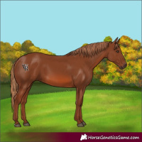 Horse Color:Chestnut 