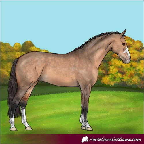 Horse Color:Bay Dun  and Bay Dun 