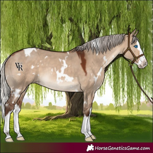 Horse Color:White Spotted Silver Brown Dun Splash Rabicano 