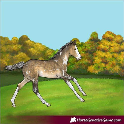Horse Color:Unknown 