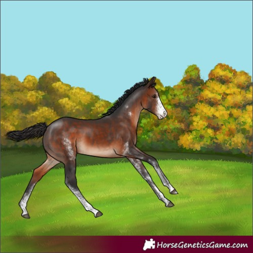 Horse Color:Unknown 