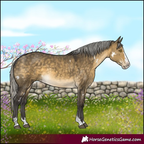 Horse Color:White Spotted Silver Buckskin Dun Sabino Splash Rabicano 