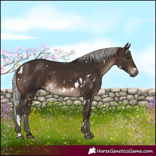 Horse Color:White Spotted Silver Brown 