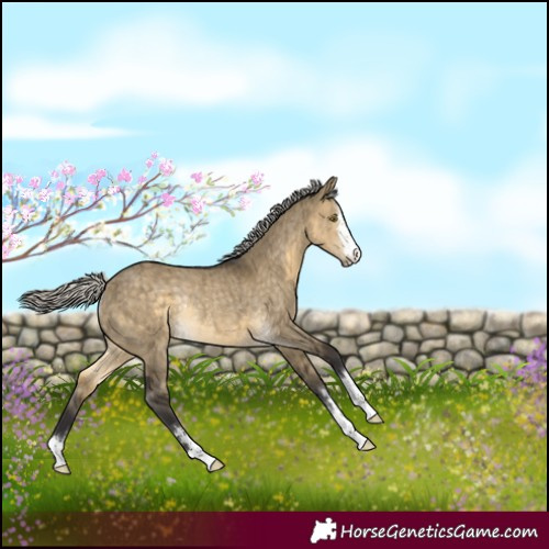 Horse Color:Silver Buckskin Dun Rabicano Brindle 