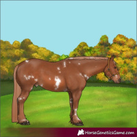 Horse Color:White Spotted Chestnut Rabicano 