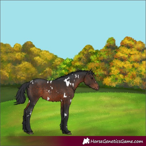 Horse Color:White Spotted Brown Rabicano 