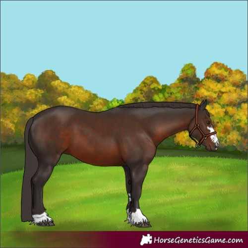 Horse Color:Liver Chestnut 