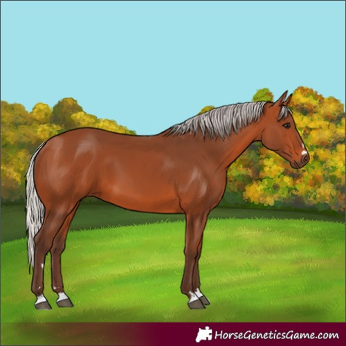 Horse Color:Unknown 