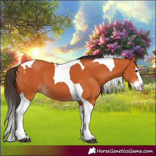 Horse Color:Bay Splash Tobiano 