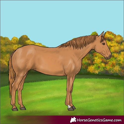 Horse Color:Unknown 
