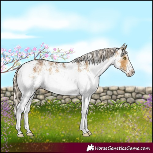 Horse Color:White Spotted Chocolate Palomino Dun 