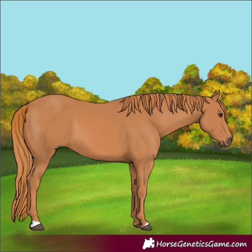 Horse Color:Chestnut 