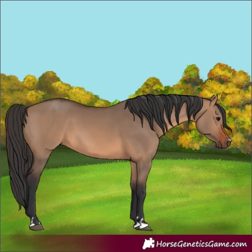 Horse Color:Brown Dun 