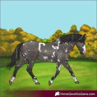Horse Color:White Spotted Grullo Rabicano 