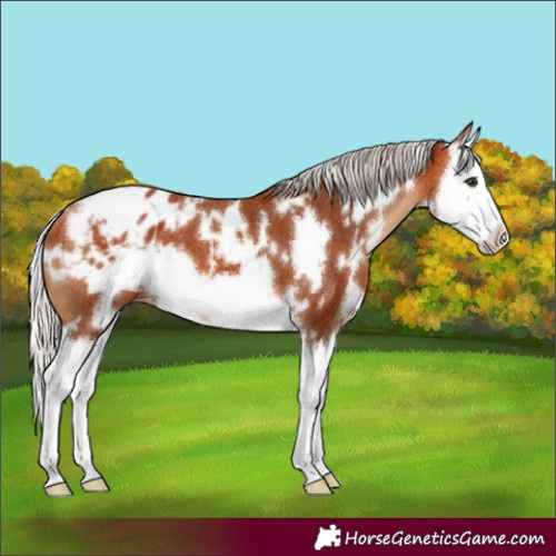 Horse Color:White Spotted Silver Bay Splash Frame Appaloosa