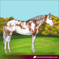 Horse Color:White Spotted Silver Bay Splash Frame Appaloosa 