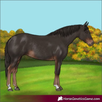 Horse Color:Liver Chestnut Rabicano 