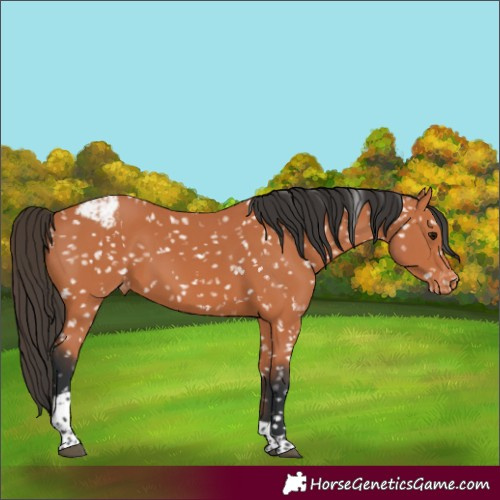 Horse Color:Bay Tobiano Appaloosa 