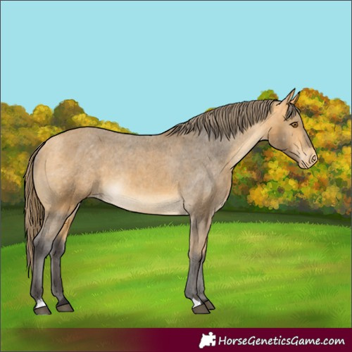 Horse Color:Buckskin Varnish