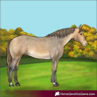 Horse Color:Buckskin Varnish 