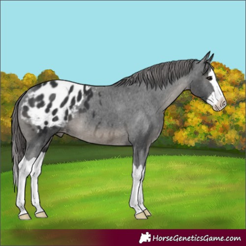 Horse Color:Unknown 