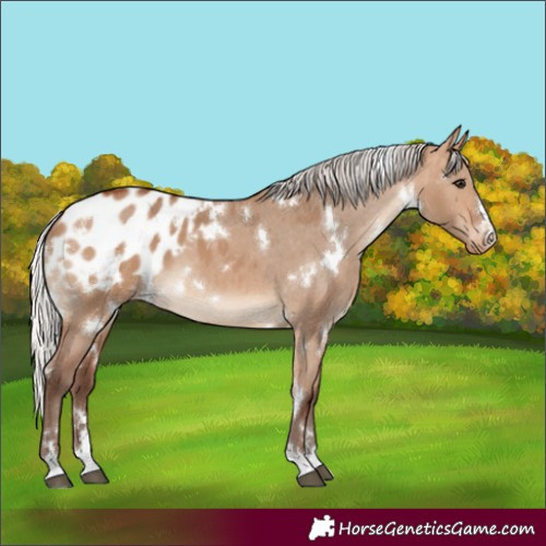 Horse Color:White Spotted Silver Bay Dun Appaloosa 