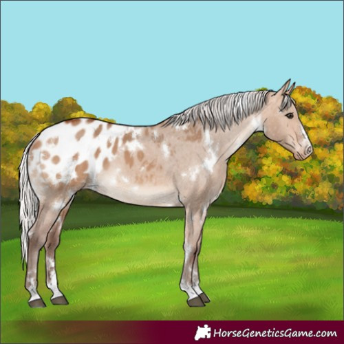 Horse Color:White Spotted Silver Bay Dun Appaloosa