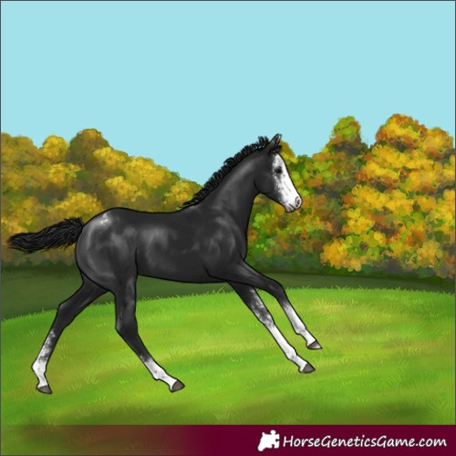 Horse Color:Gray Black Sabino Varnish 