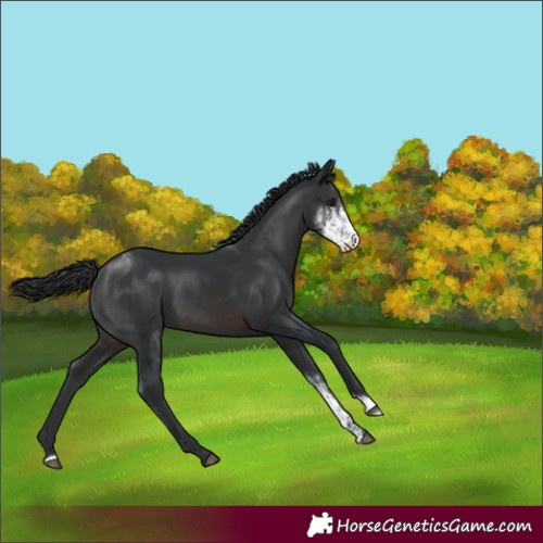 Horse Color:Brown Sabino Varnish 
